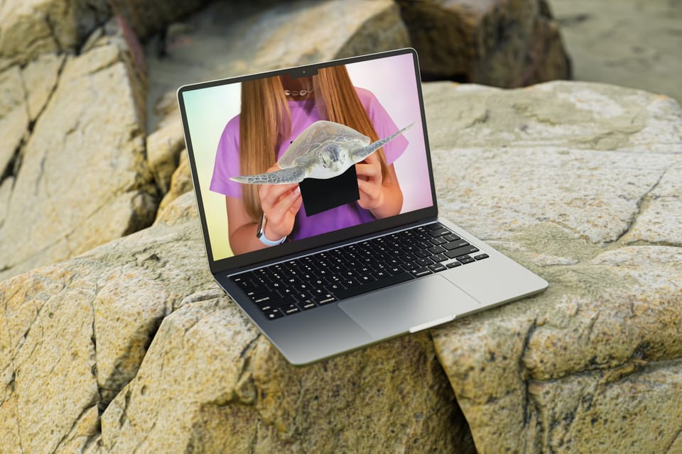World Sea Turtle Day with Merge EDU